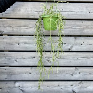 Hoya Linearis (Voskovka) - kont. C1,5L, výška 40-50 cm - závesný kvetináč